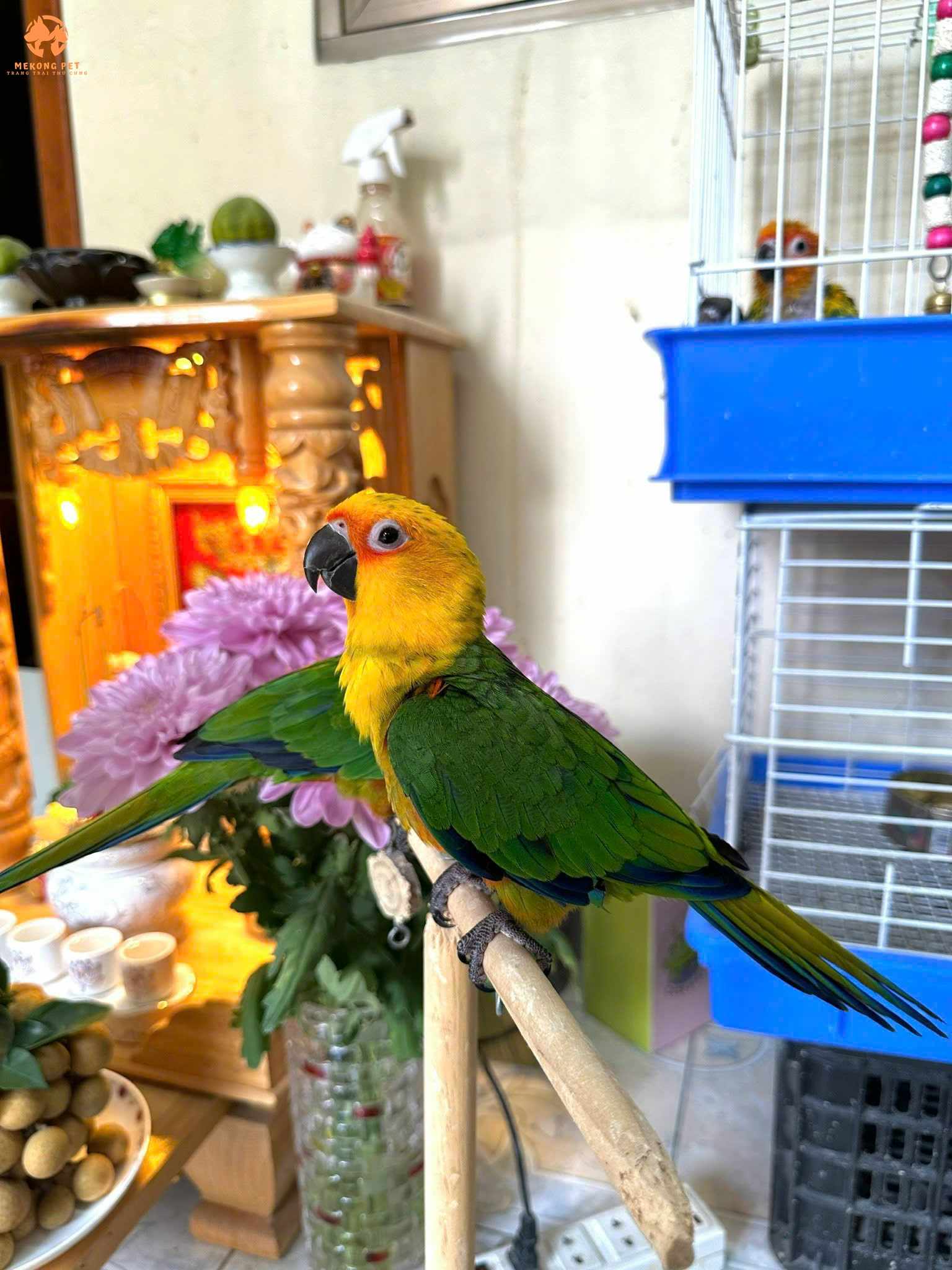 Vẹt Jenday – Người Bạn Sắc Màu Đầy Thông Minh Và Đáng Yêu